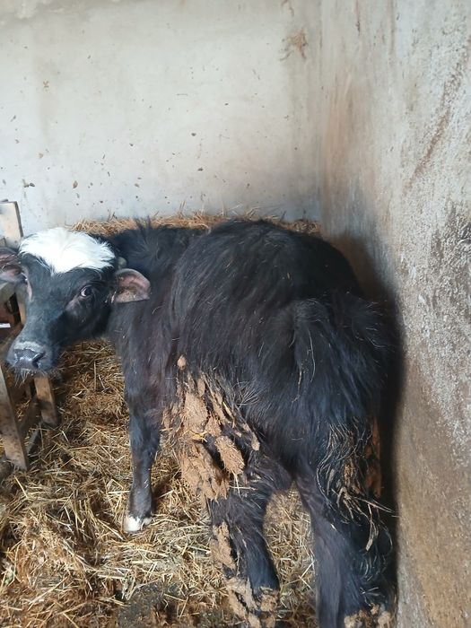 Vând vițel de bivol