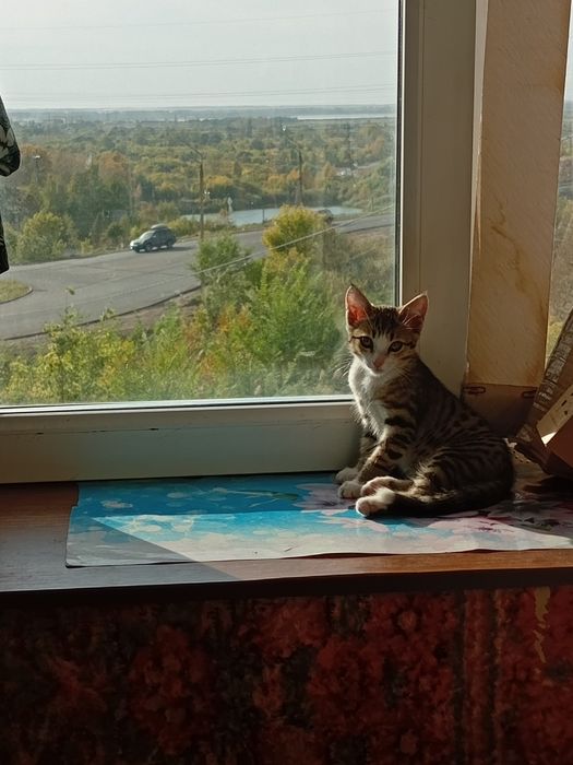 котенок 2,5 месяца