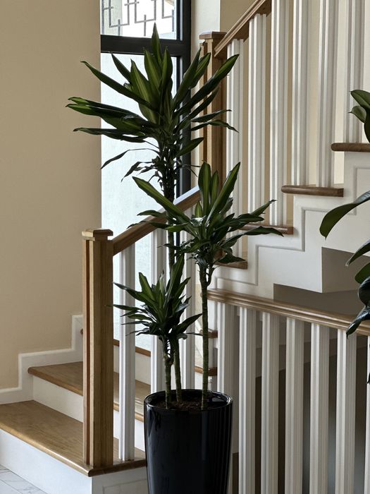 Скидка! Драцена для офисов ресторанов и домов