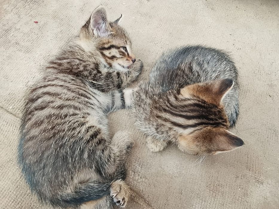 бесплатно отдам котят в добрые руки