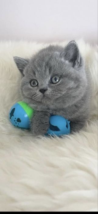 Премиум Котята на продажу