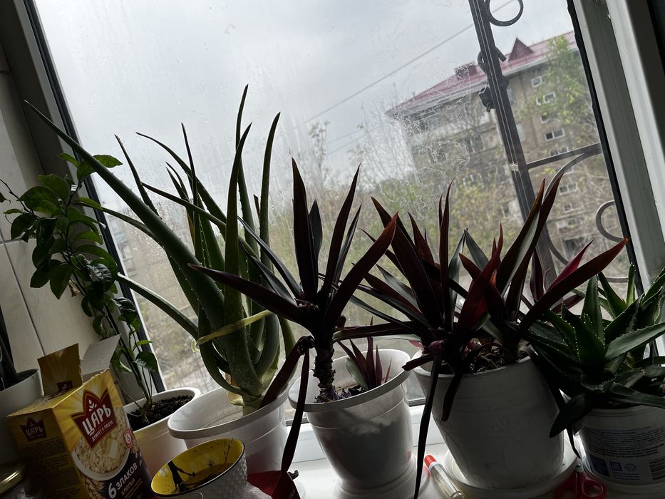 цветы домашние 1500 т