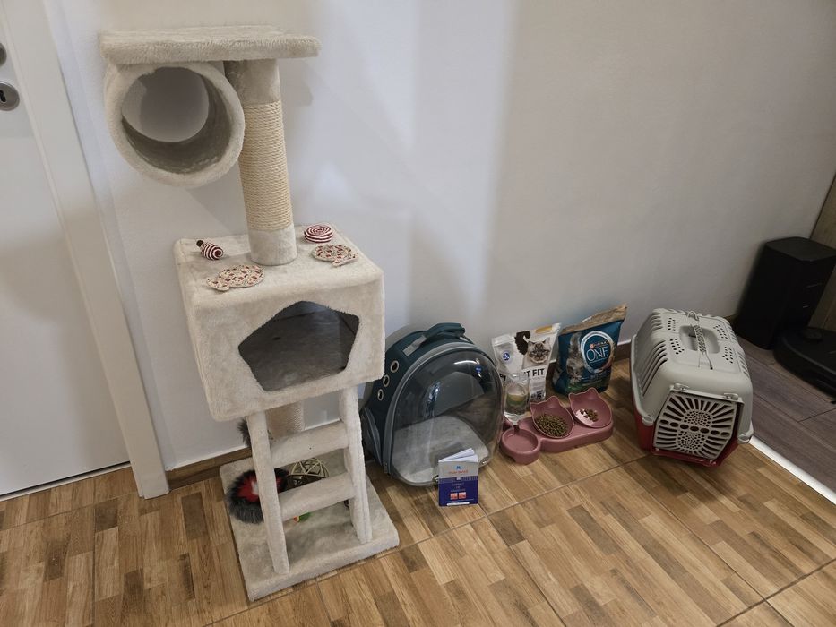 Pisica  British Shorthair,Nesterilizata