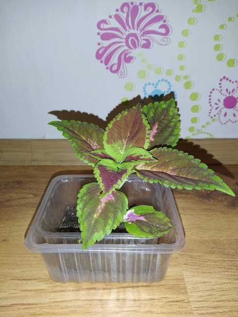 8 копривки + отстъпка