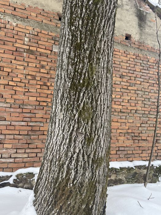 Vand nuc matur trunchi 4m