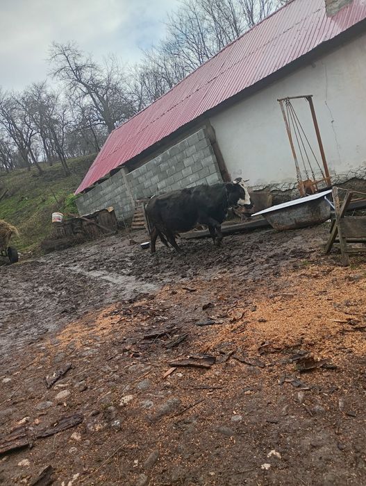 Vaca de-a fata preț negociabil