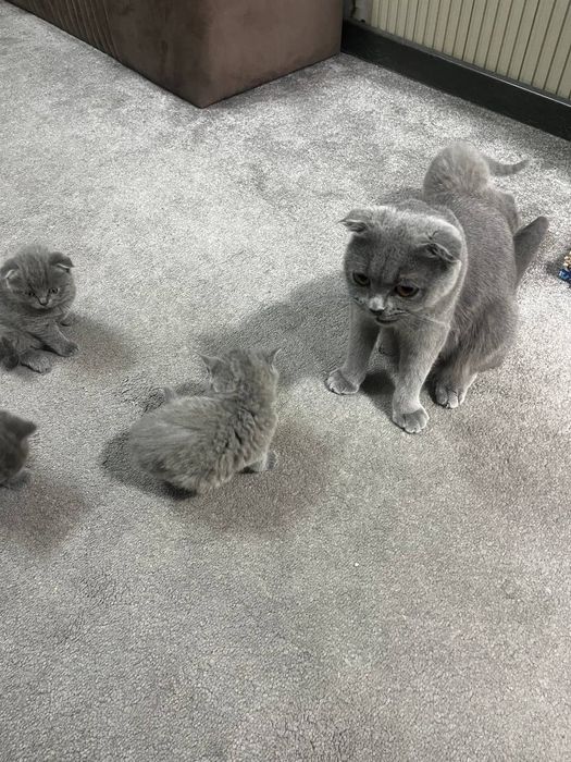 Продаются котята шотландской породы