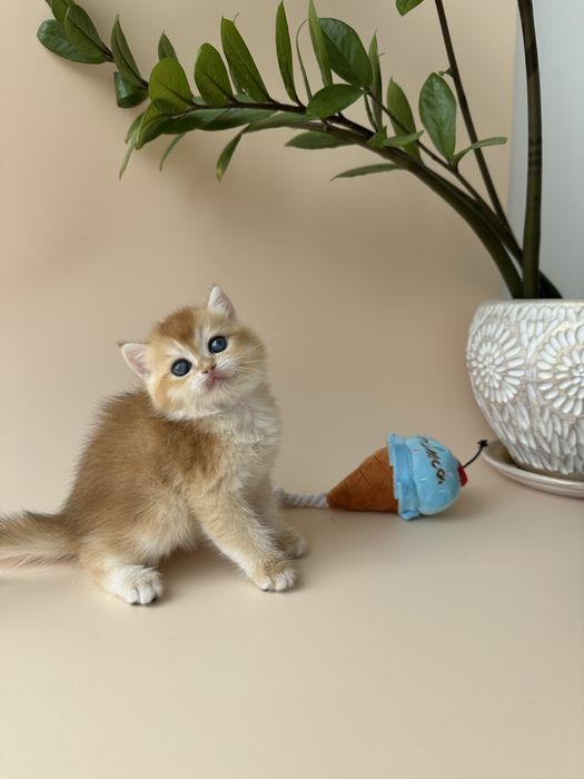 Британский котенок окрас Шиншилла