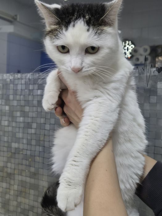 Снежинка Срочно ищет дом!