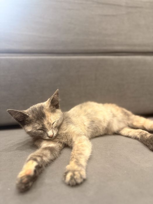 ОТДАМ Котёнка в Добрые Руки.