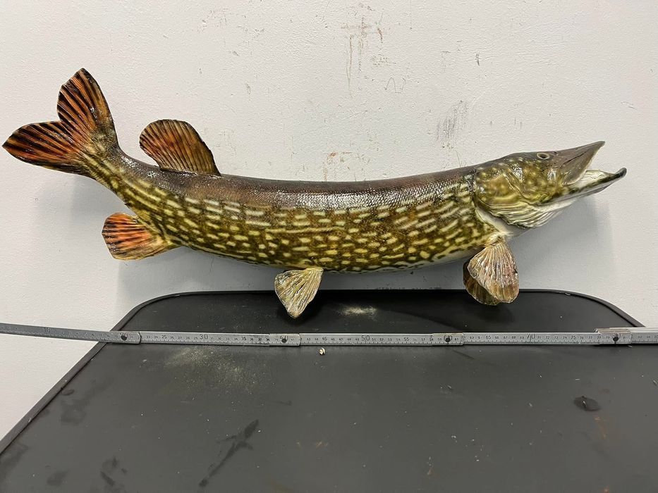 Препарирана щука - риболов