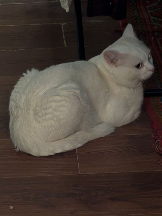 Кот в добрые руки