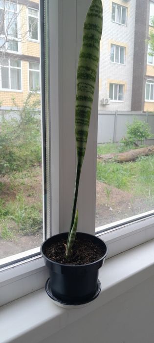 Продам цветы домашние
