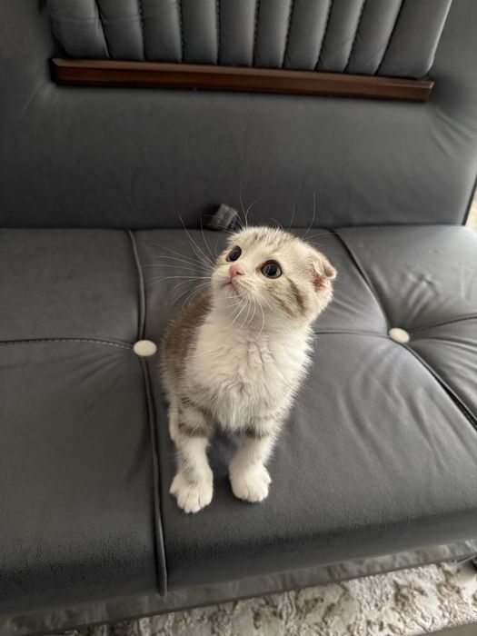 Skotish fold ugil bola