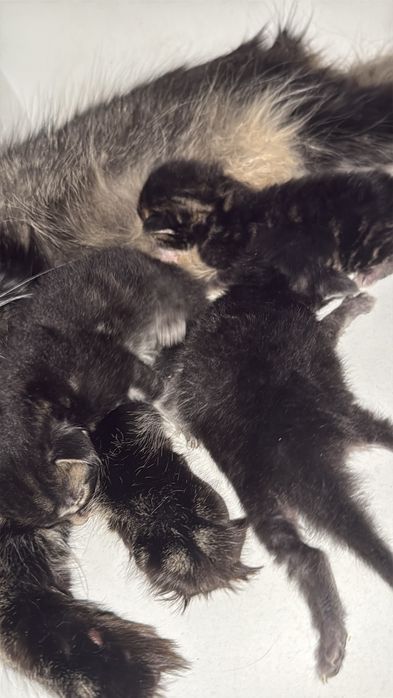 Котята мейн куна