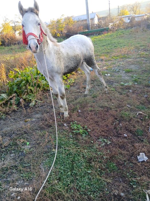 Manz de vânzare  de 5 luni