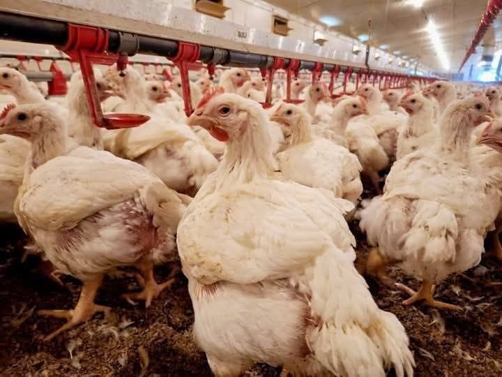 Ferma pui râmnicelu