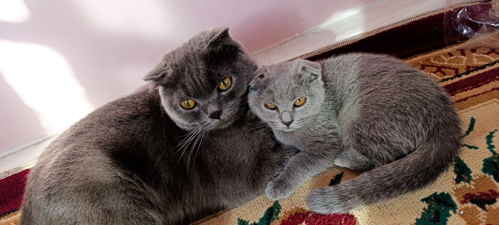 Срочно вязка  учун мушук