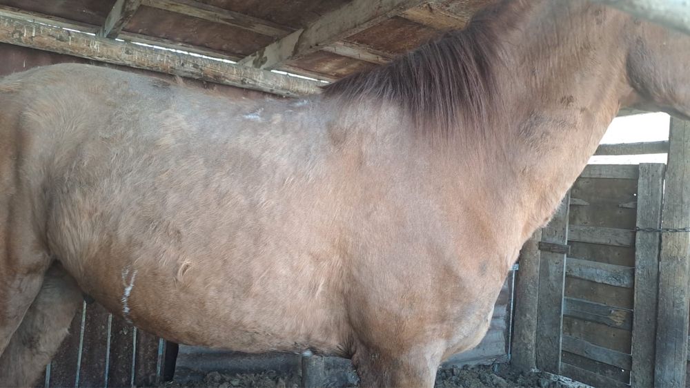 Ат сатамын/ Продам лошадь