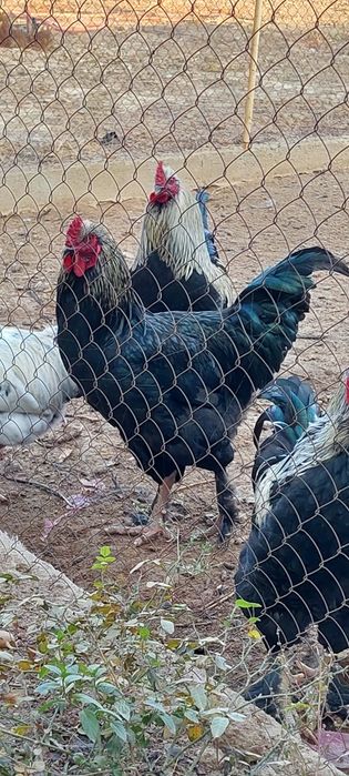 Куры домашние несушки