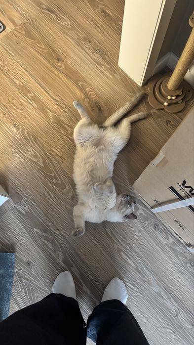 Отдам кота в хорошие руки