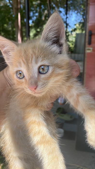 Котик мальчик рыжий