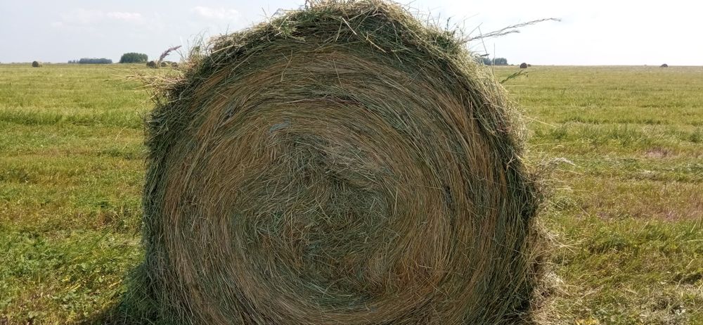 Сено в больших рулонах
