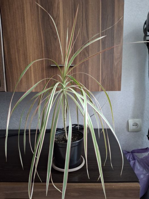 Цветок комнатный драцена