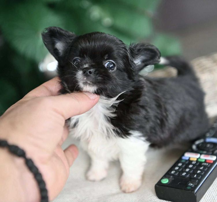 Мъжко дългокосместо мини чихуахуа