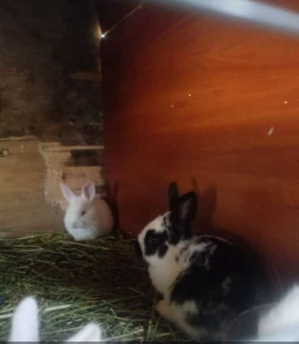 Кралята виликаны прадам