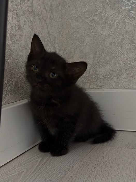 Отдам котят в добрые руки