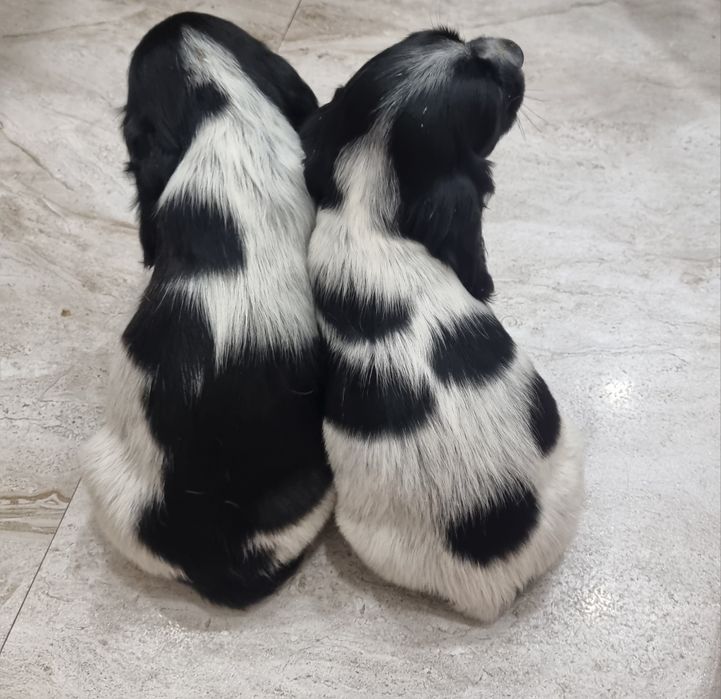 Продаются щенки русского спаниеля