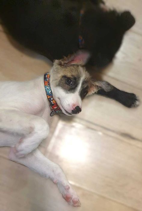 отдам классных щенков в добрые руки