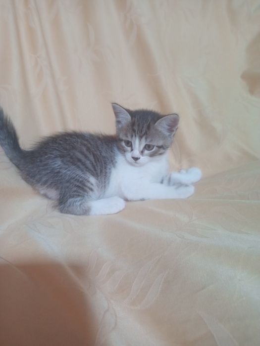 Отдам котят в хорошие руки