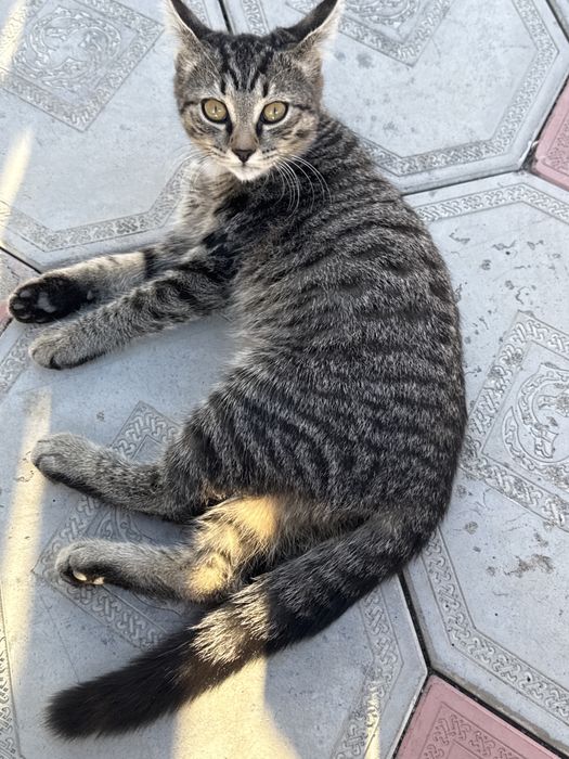 Отдам котянка в хорошие руки, девочка