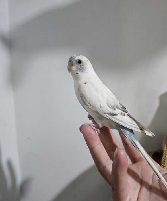 Ожереловый попугай ручной