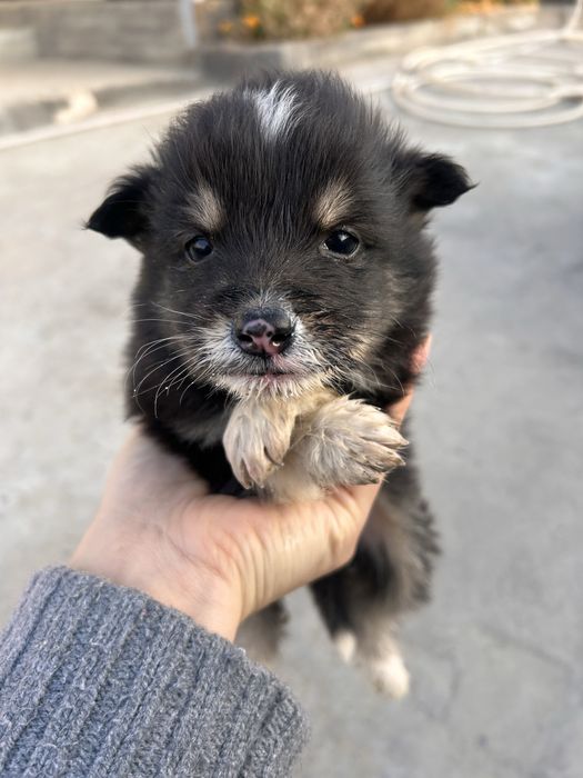 Отдам щенков в добрые руки