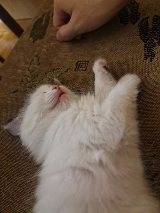 Отдам котенка полтора месяца
