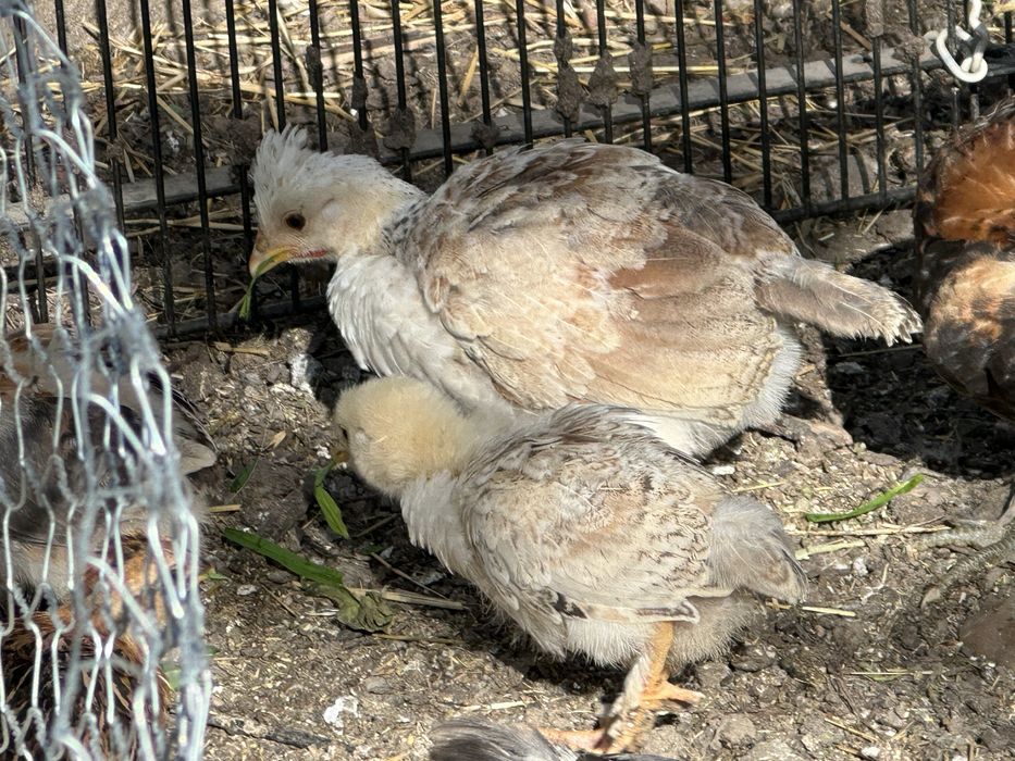 Pui de gainâ diverse rase