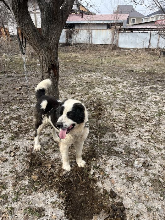 Продается Алабай  боец до 55 кг