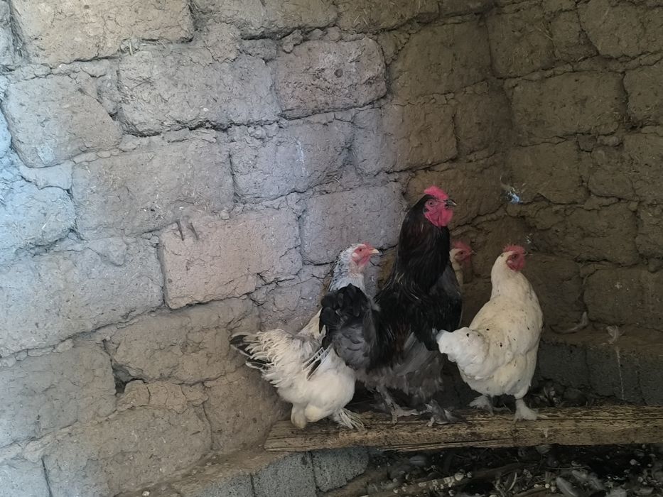 Курицы и цыплята