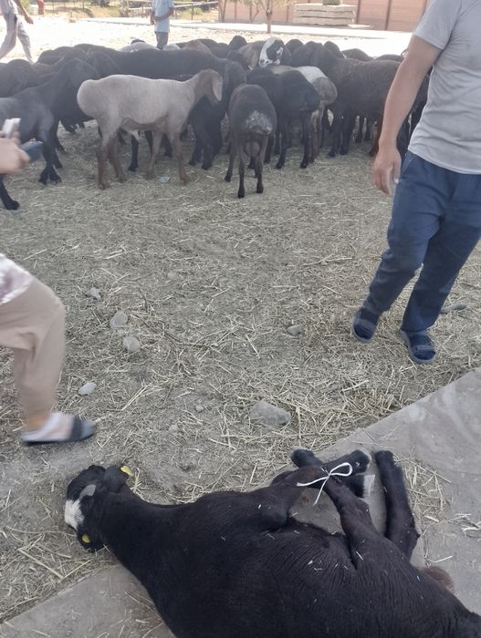 Qurbon Haiti uchun Qassob bor