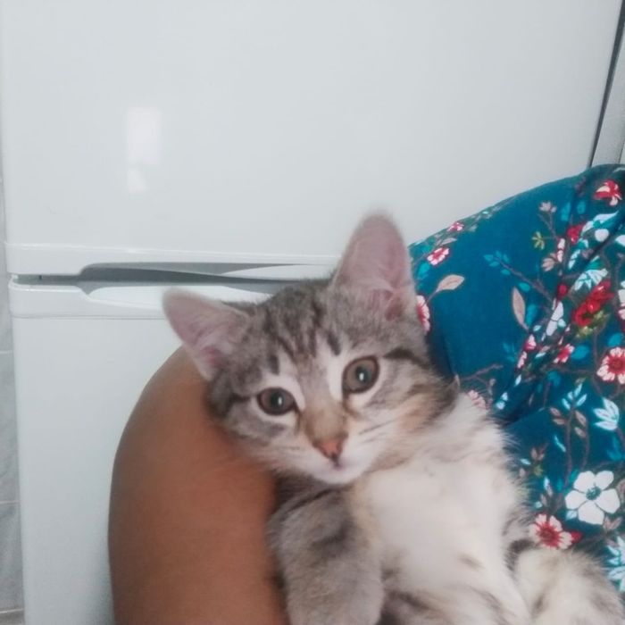 Отдам котенка даром девочка