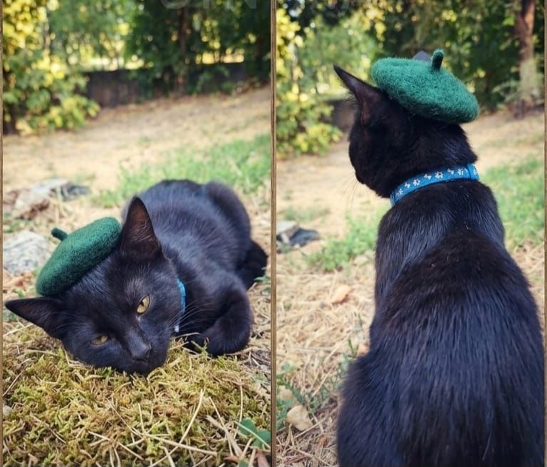 Котенок ищет дом