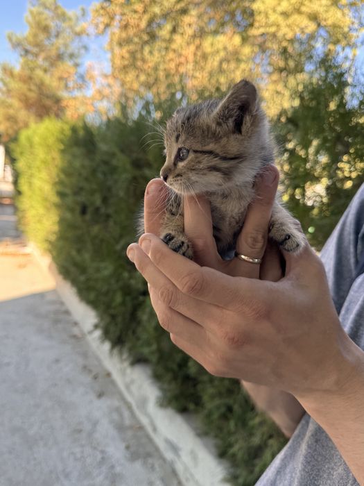 Замечательный котенок мальчик 1,5 месяца. В добрые руки