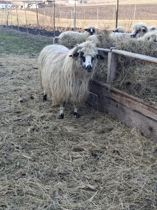 Vând 2 oii o miaoră și o strămioară