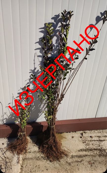 Жив плет - Лигуструм РАЗСАД