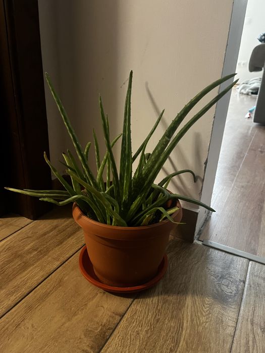 Planta Aloe Vera