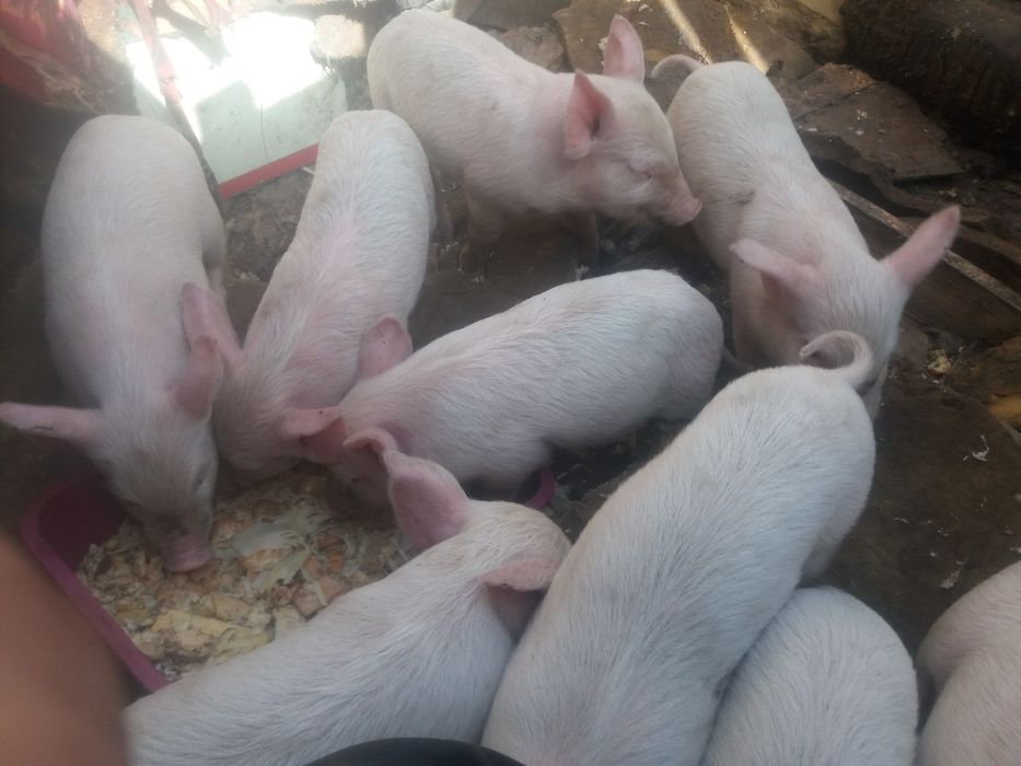 Продам свиней живым весом