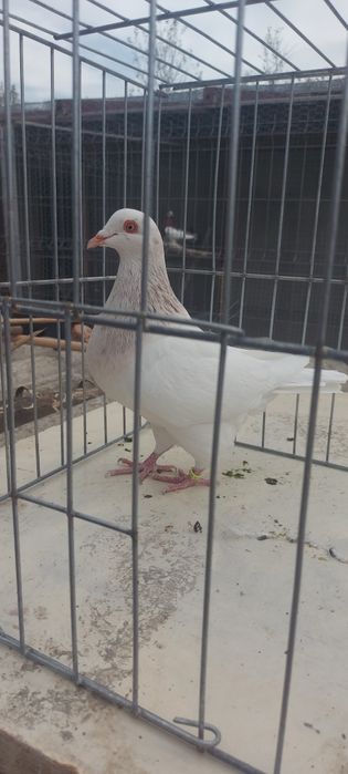 Porumbei Texani 2023